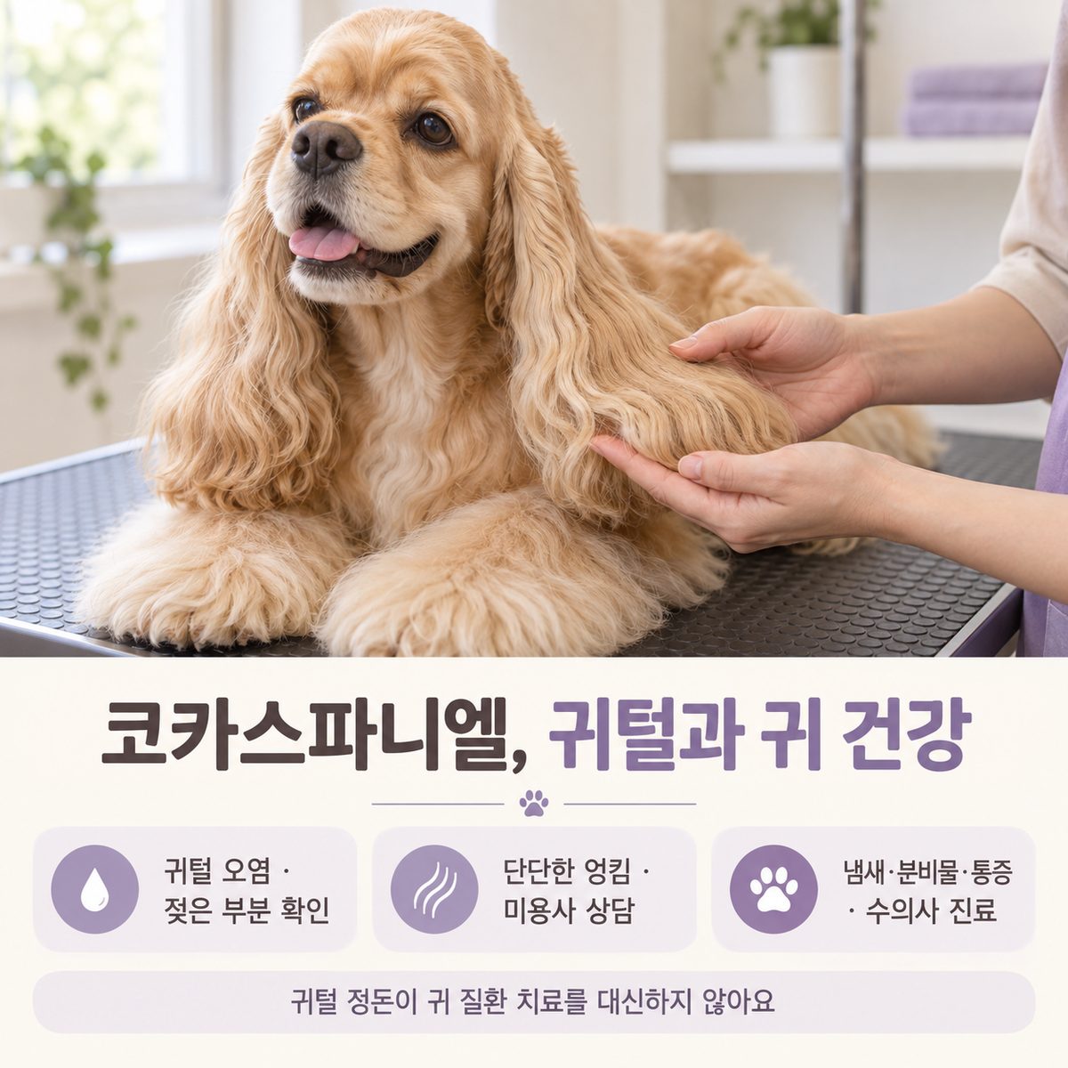 코카스파니엘 귀털의 오염·엉킴과 귀 건강 확인 안내