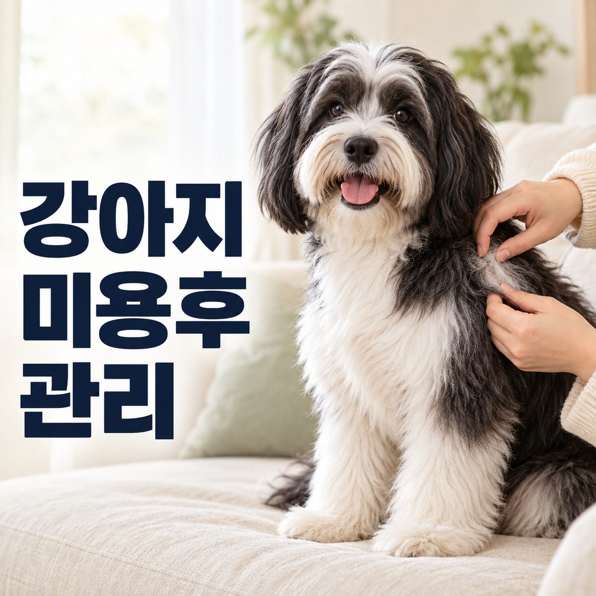 강아지미용후관리 중 옆구리 털을 나눠 피부를 확인하는 모습