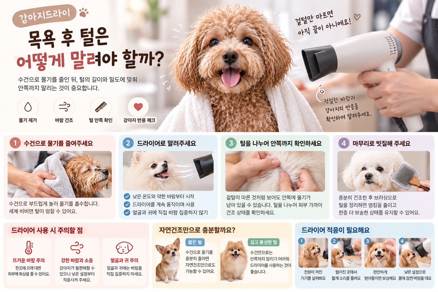목욕 후 건조 순서와 털 안쪽 확인, 자연건조 및 드라이어 적응 안내