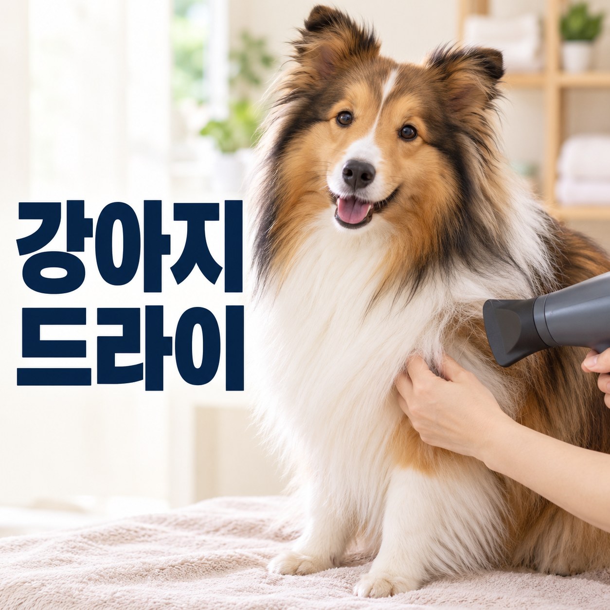 셰틀랜드 쉽독의 털을 말리는 강아지드라이 썸네일