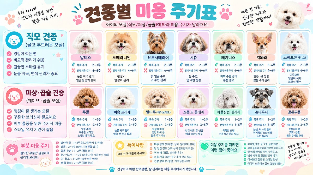 견종별 미용 주기표 인포그래픽