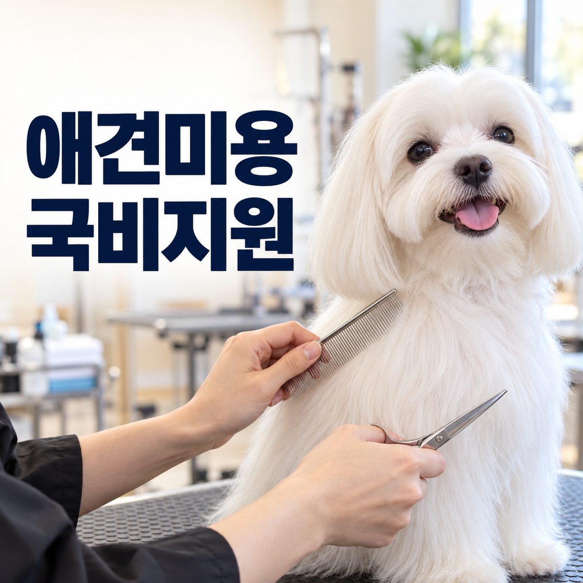 애견미용국비지원 썸네일, 빗과 가위로 말티즈를 미용하는 장면
