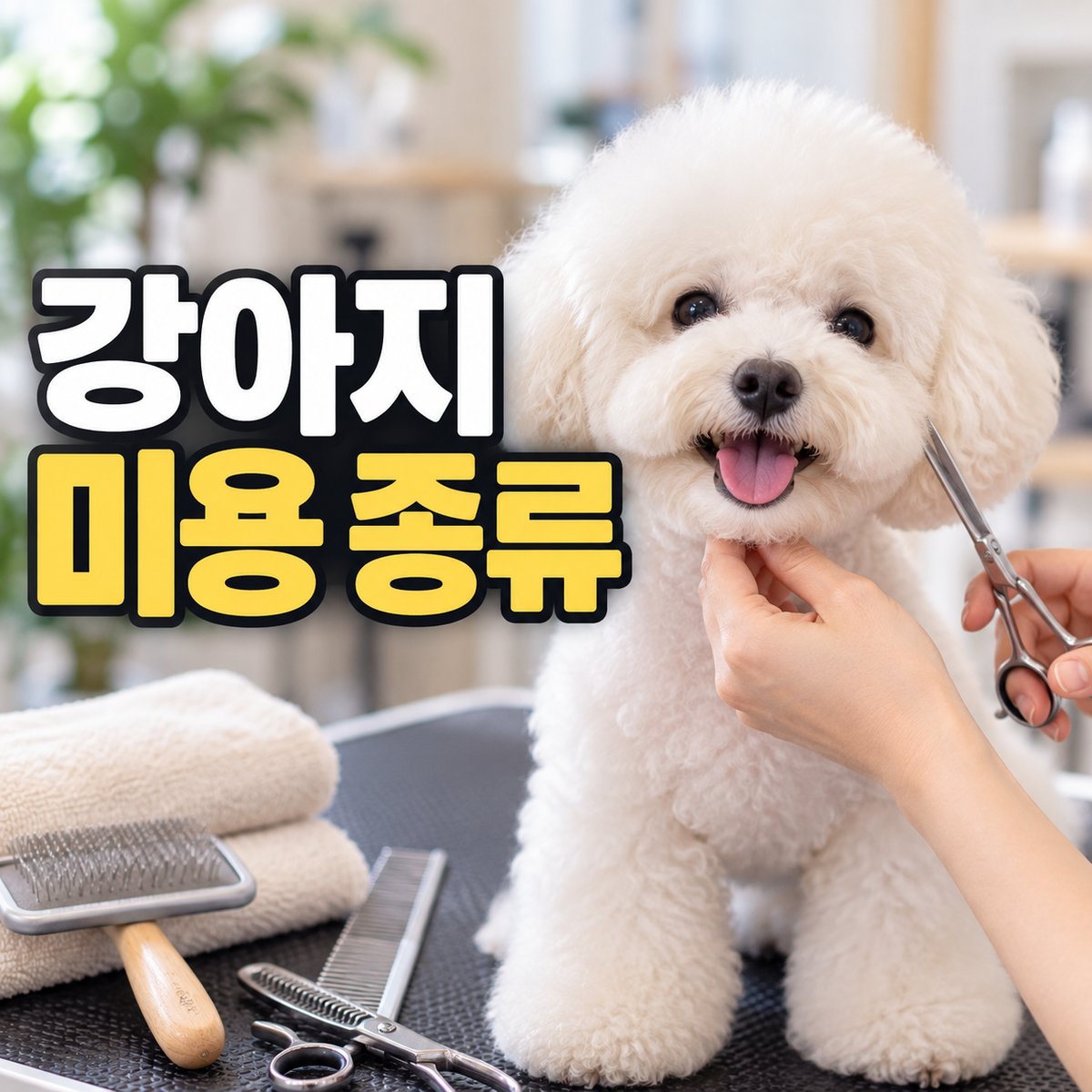 강아지 미용 종류 총정리 타이틀 이미지