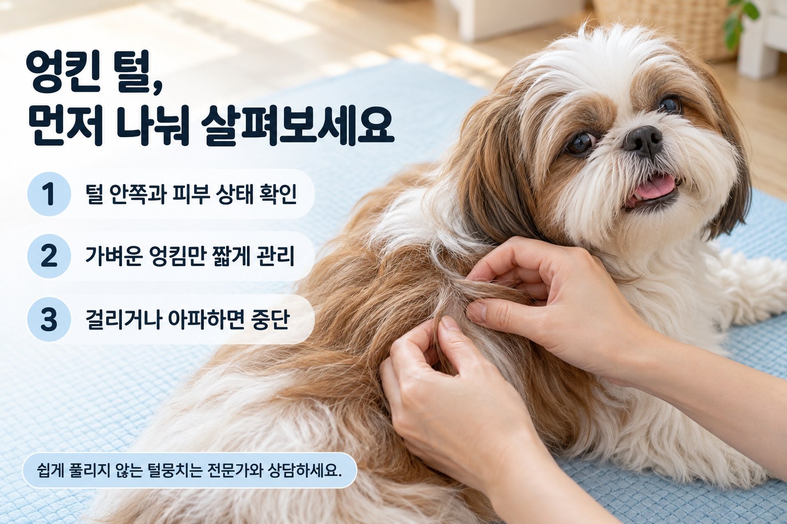 시츄 털 엉킴을 안전하게 점검하는 안내