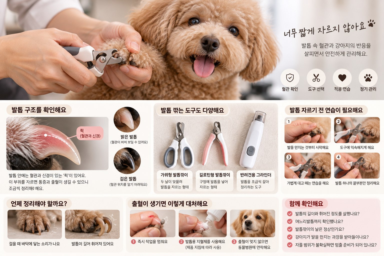 푸들의 강아지발톱깎기 장면과 발톱 구조, 도구 선택과 적응 연습 안내 이미지