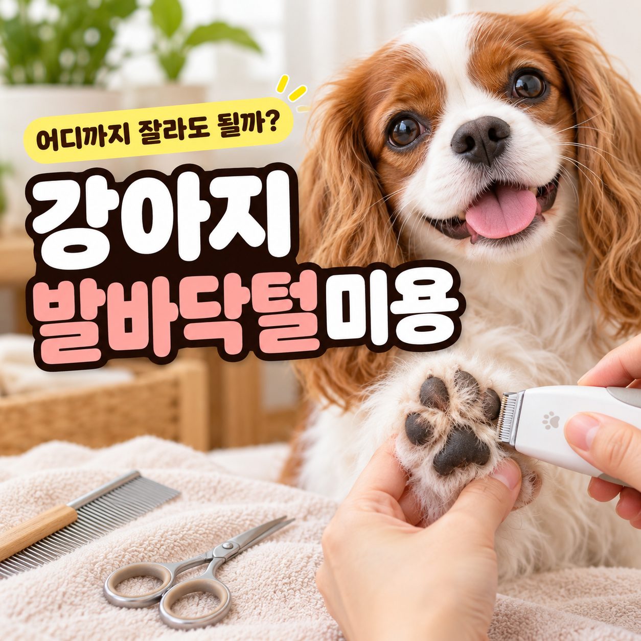 강아지발바닥털미용 어디까지 잘라도 될까 타이틀 이미지