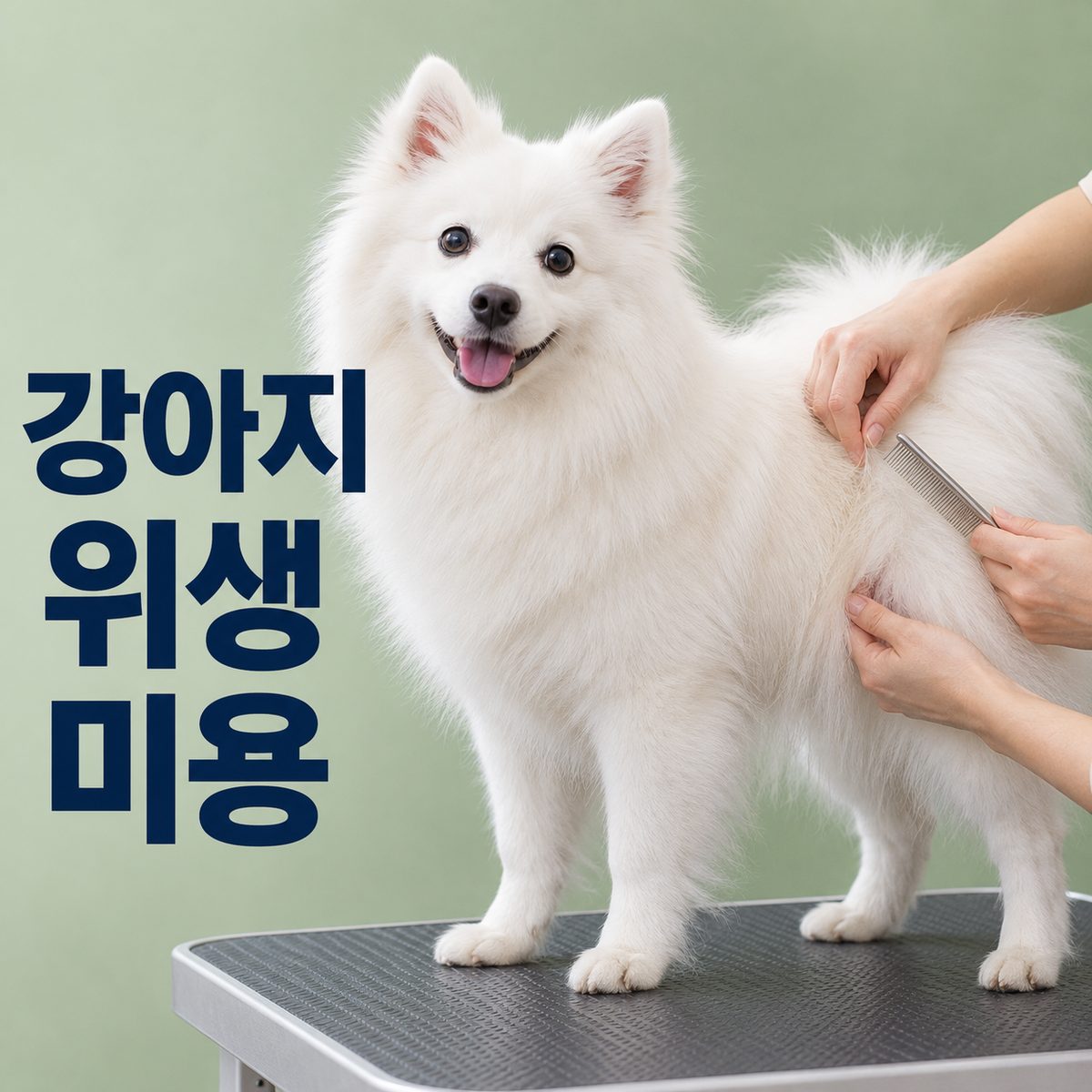 흰 강아지의 털을 나눠 콤으로 확인하는 강아지위생미용 대표 이미지