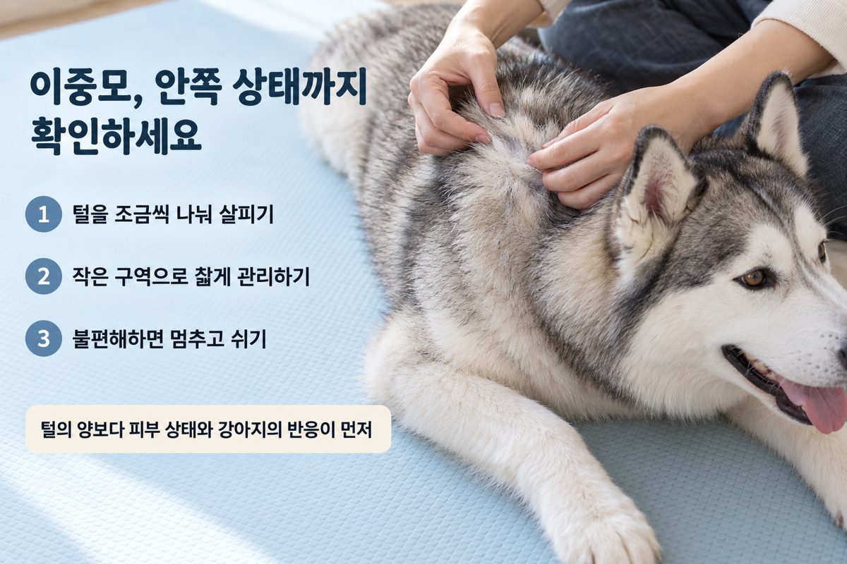 허스키 이중모 안쪽 상태 확인과 짧은 관리 순서