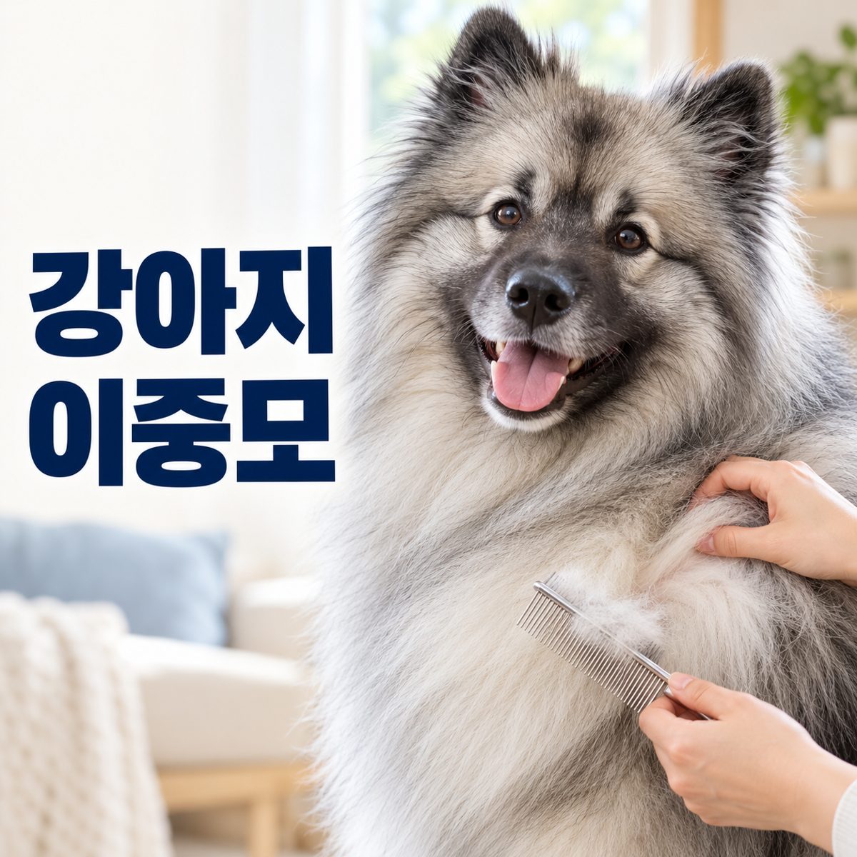 강아지이중모 속털을 부드럽게 관리하는 썸네일