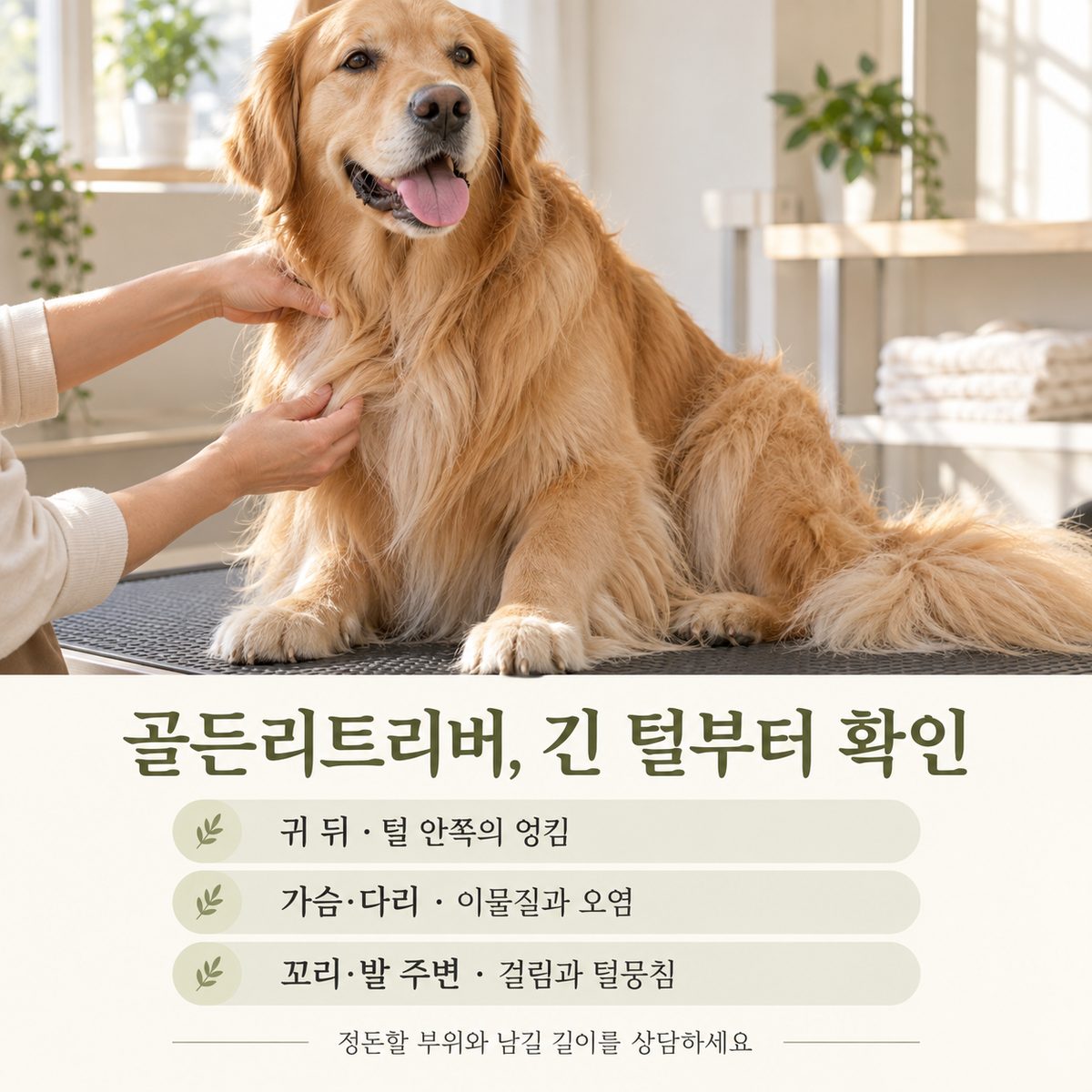 골든리트리버미용 귀 뒤·가슴·다리·꼬리·발 주변 긴 털 점검 안내