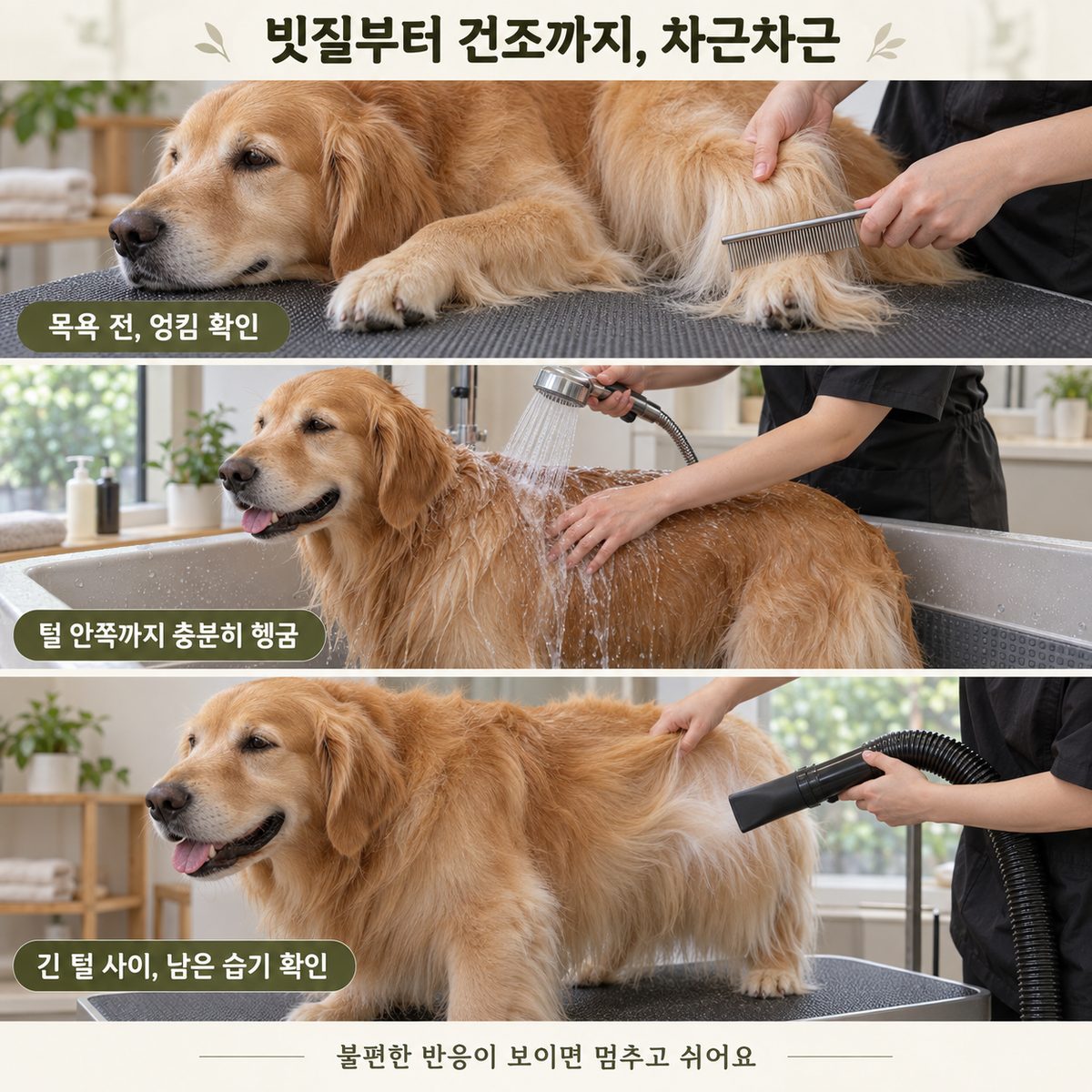 골든리트리버미용 목욕 전 빗질·헹굼·건조 과정