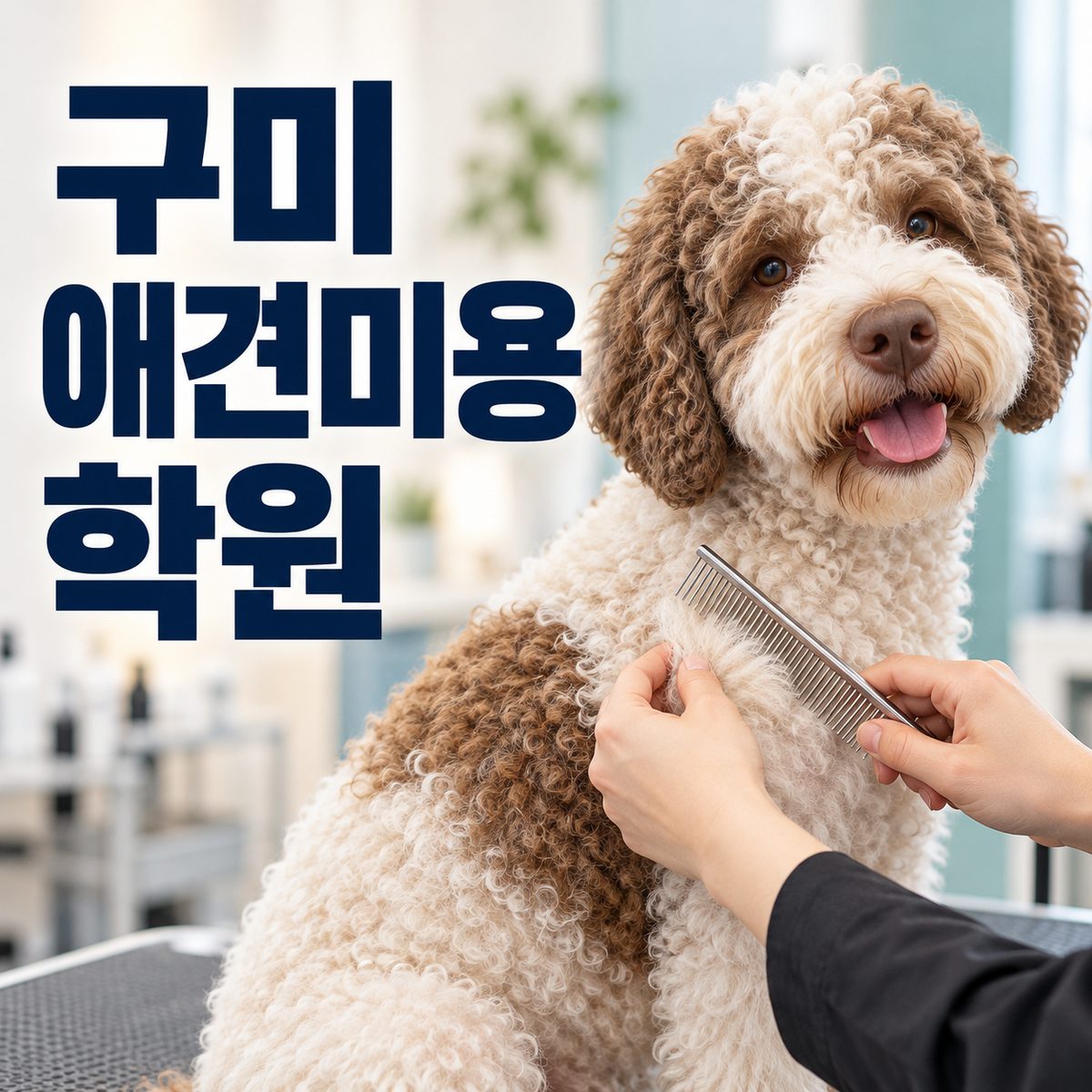 구미애견미용학원 키워드와 강아지 콤 점검 장면