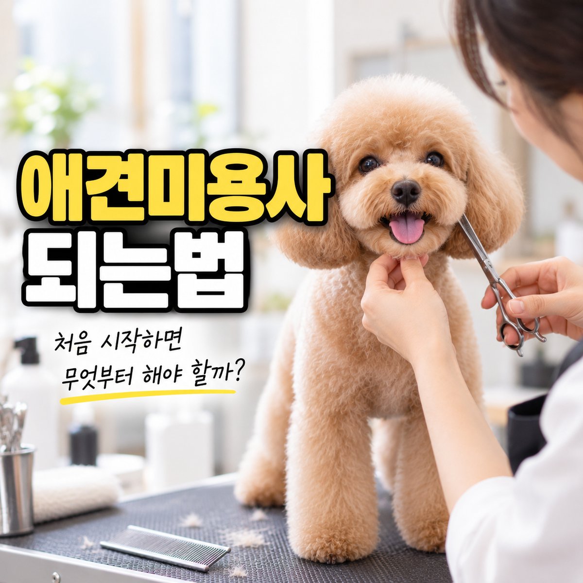 애견미용사 되는법, 처음 시작하면 무엇부터 해야 할까 타이틀 이미지