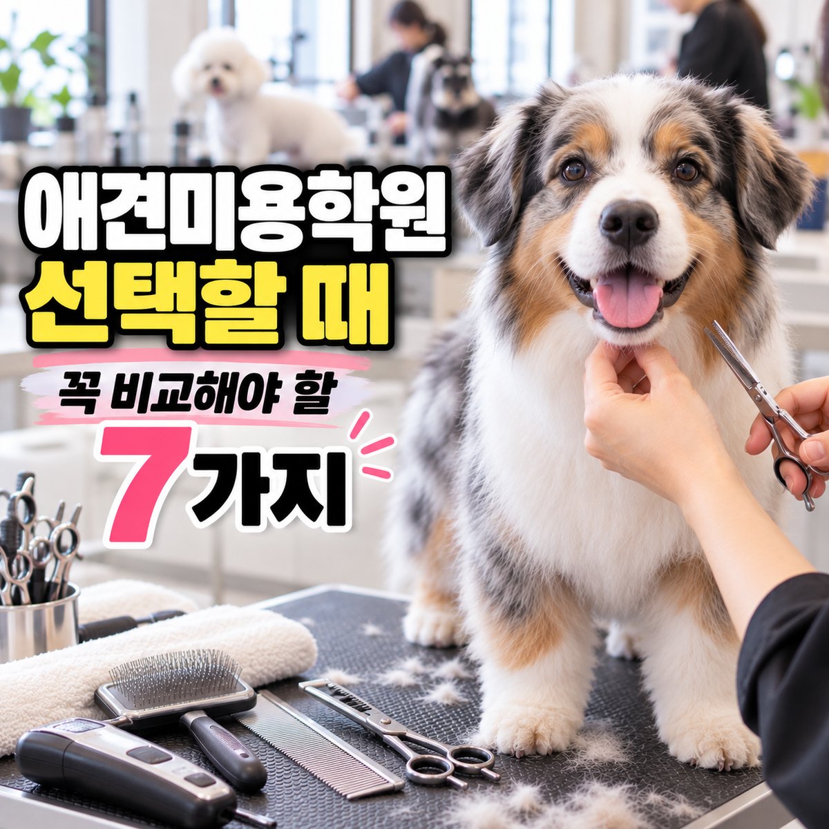 애견미용학원 선택할 때 꼭 비교해야 할 7가지 타이틀 이미지
