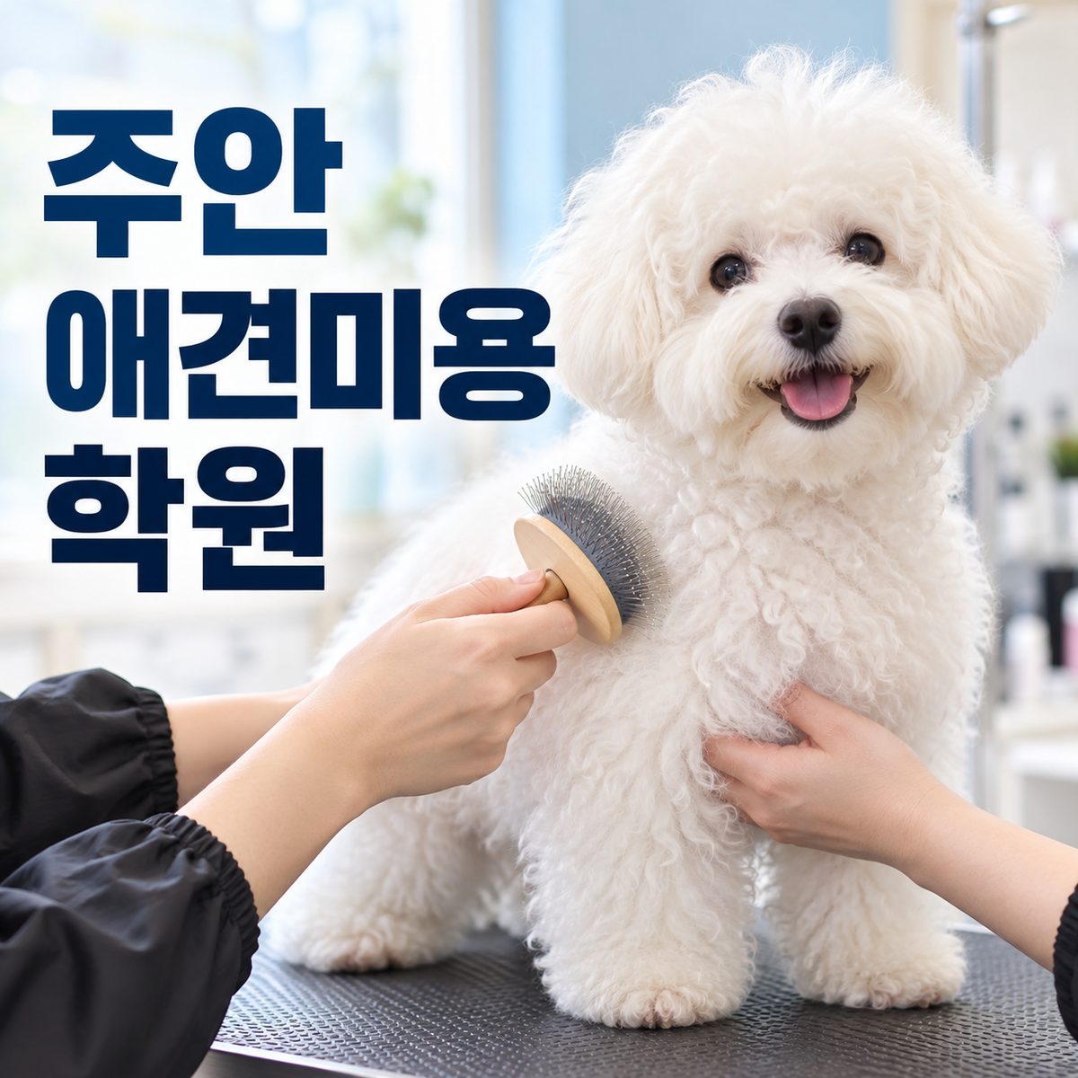 주안애견미용학원 썸네일, 비숑 프리제를 브러싱하는 장면