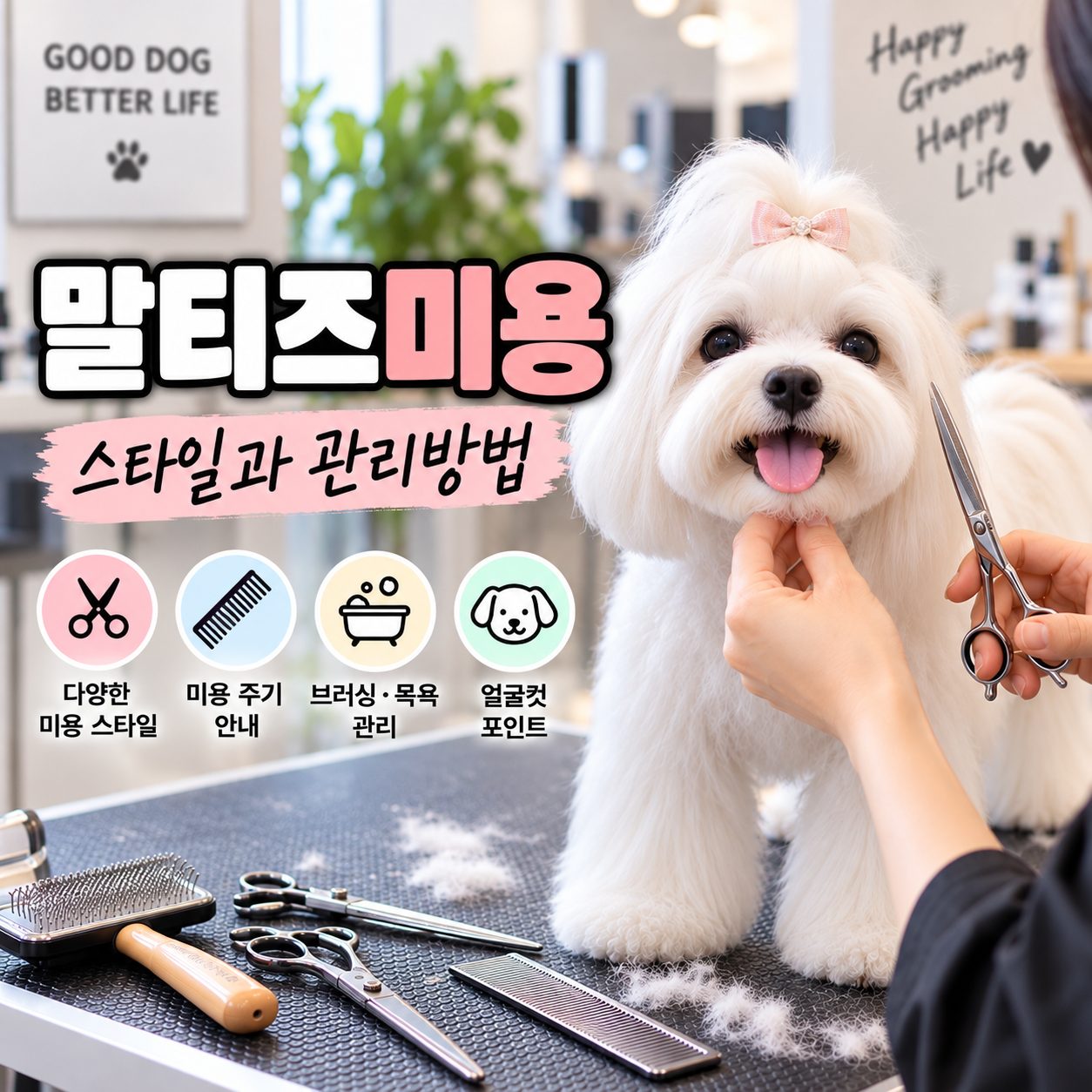 말티즈미용 스타일과 관리방법 타이틀 이미지