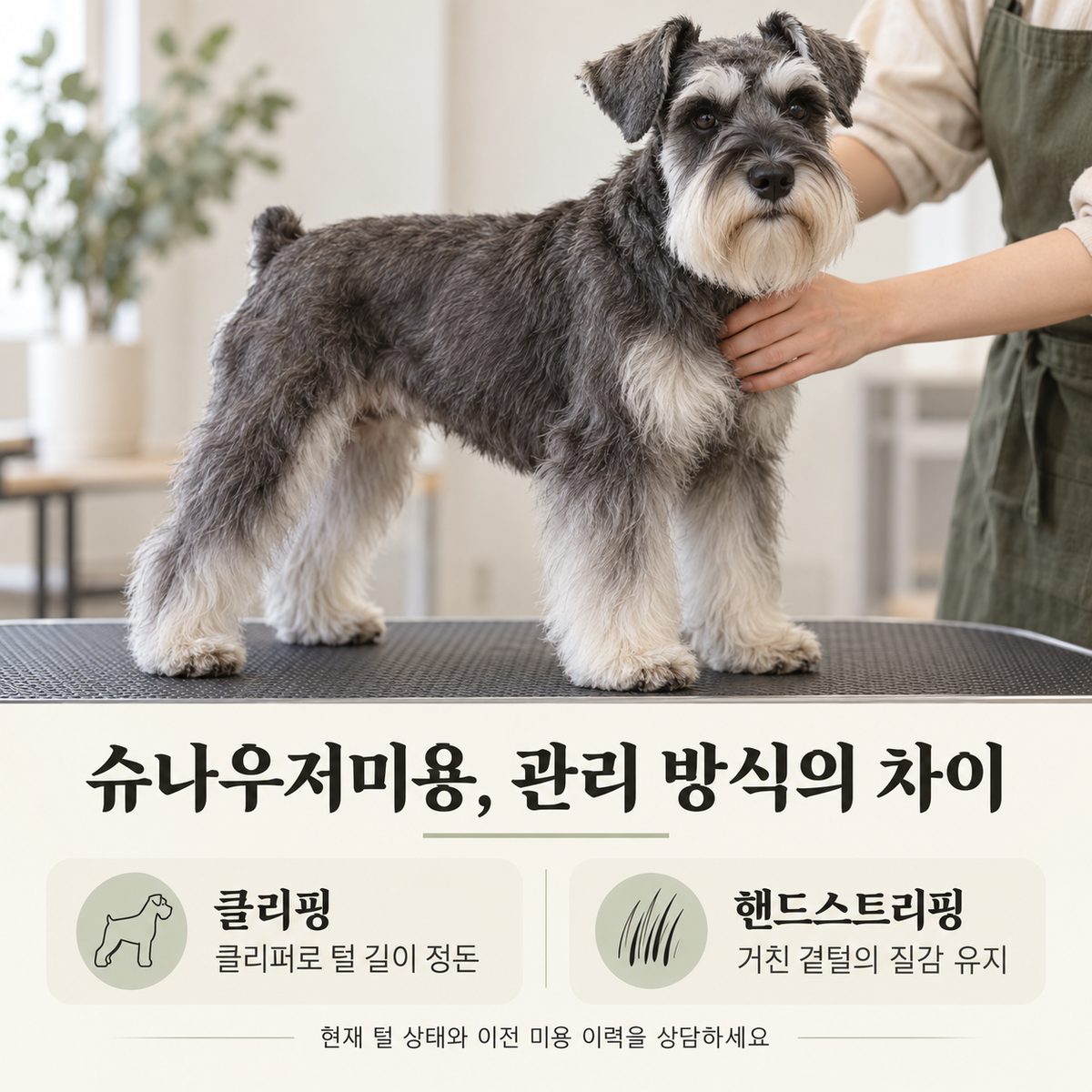 슈나우저미용 클리핑과 핸드스트리핑 비교