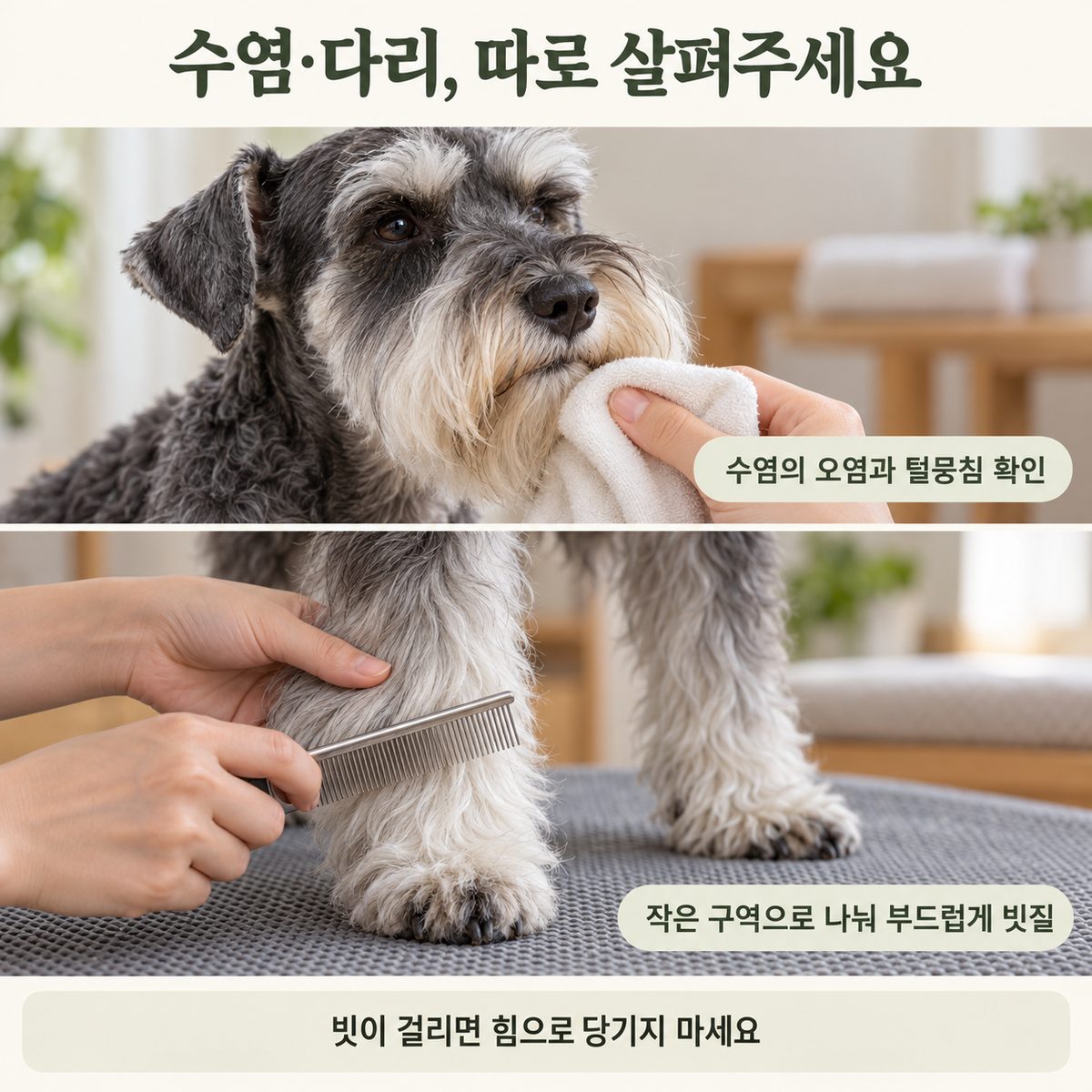 슈나우저 수염·다리 관리와 엉킴 확인