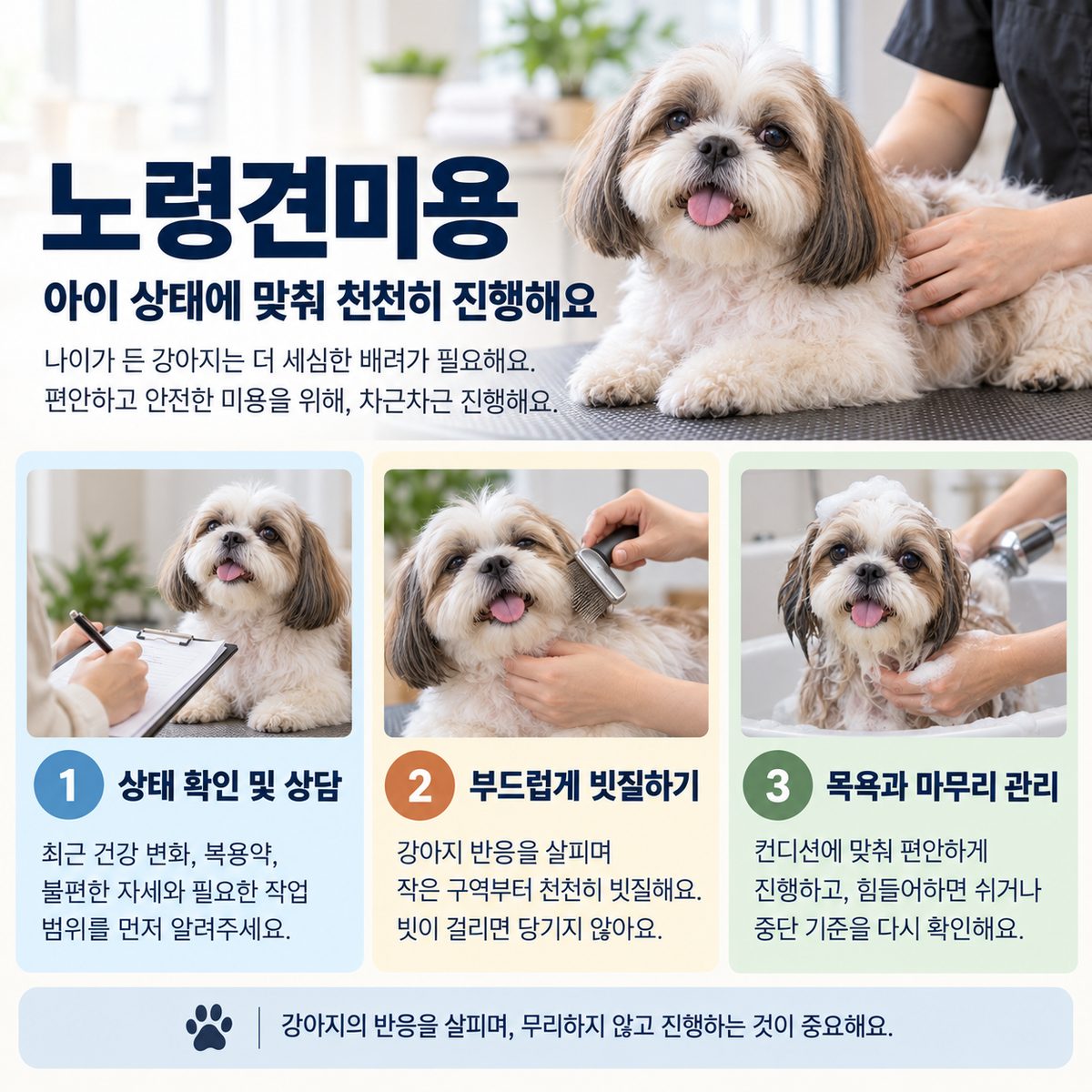 노령견미용 상태 확인·빗질·마무리 관리 3단계