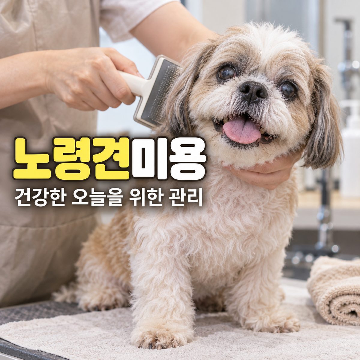노령견미용 중 부드럽게 빗질받는 시츄