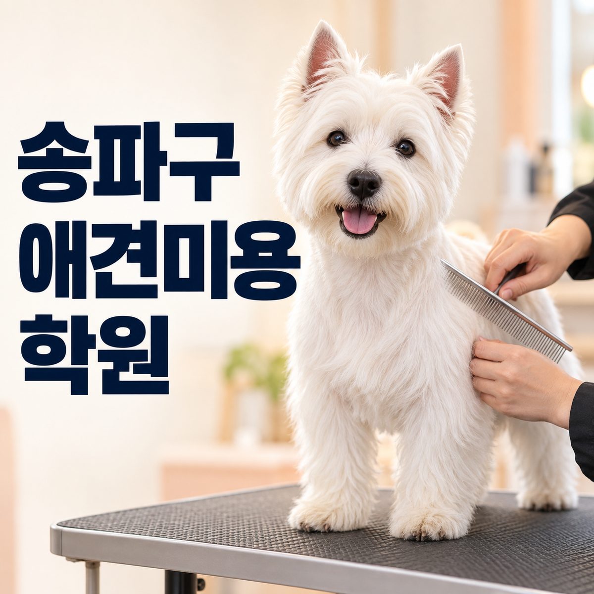 송파구애견미용학원 썸네일, 웨스트 하이랜드 화이트 테리어를 빗질하는 장면