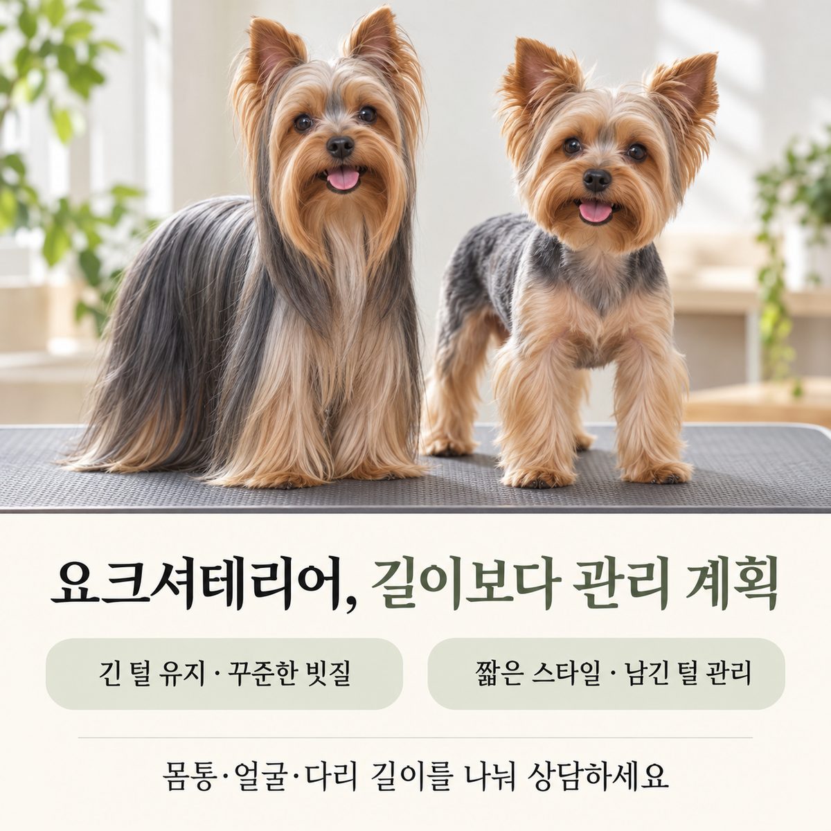 긴 털과 짧은 스타일의 요크셔테리어, 몸통·얼굴·다리 길이 상담 안내